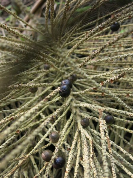 L&rsquo;açaí amazonien : plus qu&rsquo;un superaliment, une culture vivante